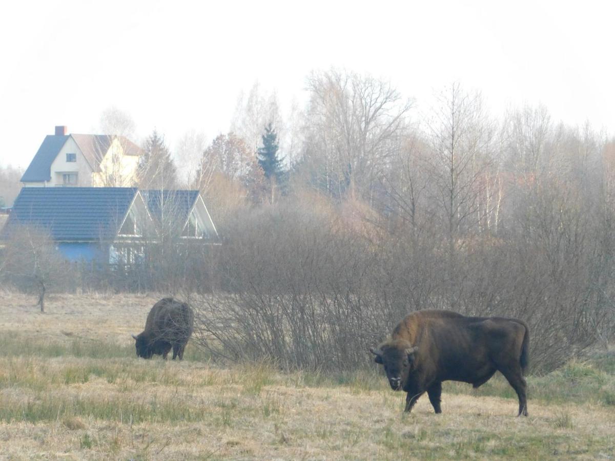 Wejmutka, Bialowieza Apartment Luaran gambar